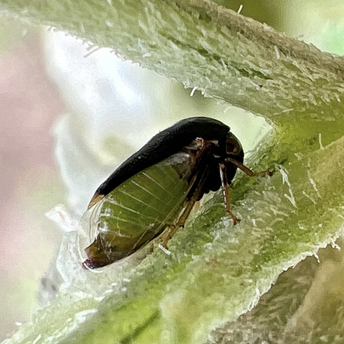 Honeylocust Treehopper photo 5