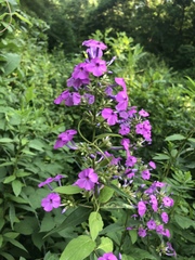 Phlox maculata maculata