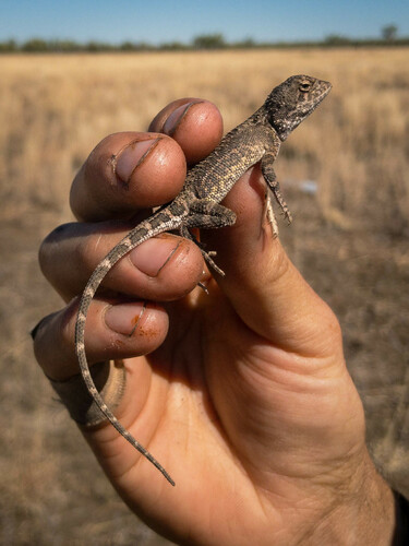 Savannah Earless Dragon (also as Savanna Earless Dragon), Tympanocryptis macra