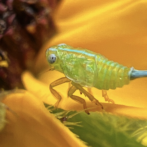 Aplos simplex photo 5