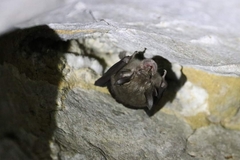 Rhinolophus malayanus