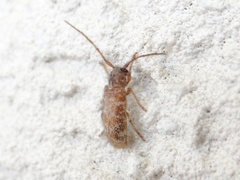 Eupogonius tomentosus