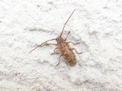 Eupogonius tomentosus