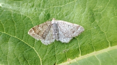 Macaria continuaria
