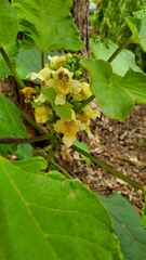 Catalpa bignonioides