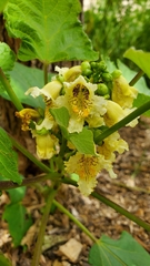 Catalpa bignonioides