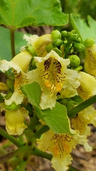 Catalpa bignonioides