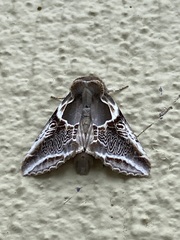 Habrosyne scripta