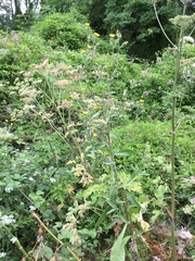 Helminthotheca echioides