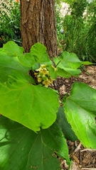Catalpa bignonioides