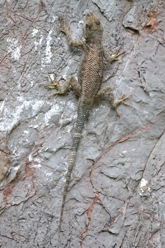 Lined Spiny Lizard
