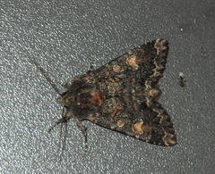 Apamea rubrirena