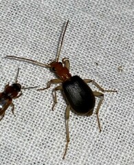 Brachinus adustipennis
