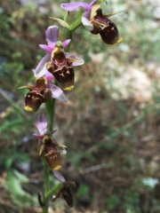 Ophrys oestrifera