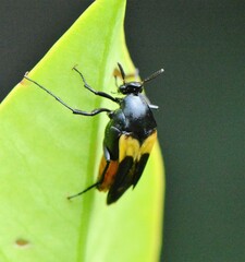 Macrosiagon flavipennis