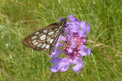 Heteropterus morpheus