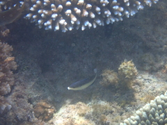 Anampses neoguinaicus