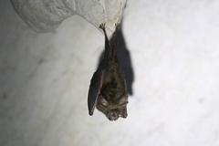 Rhinolophus pearsonii