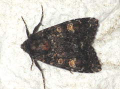 Apamea rubrirena