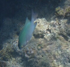 Pomacentrus callainus