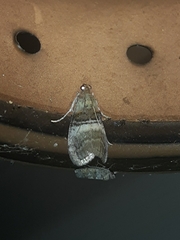 Pococera militella