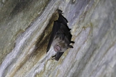 Hipposideros larvatus