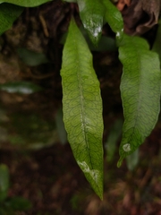 Microgramma mortoniana