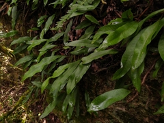 Microgramma mortoniana