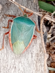 Edessa rufomarginata