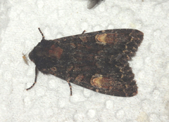 Apamea rubrirena