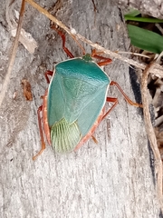 Edessa rufomarginata