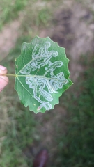 Phyllocnistis labyrinthella