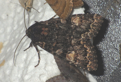 Apamea rubrirena