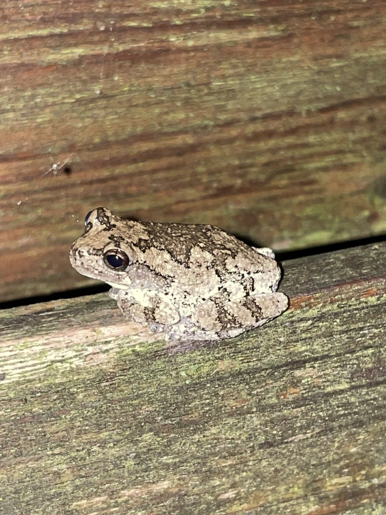 Gray Treefrog Species Complex from W Laurel St, Georgetown, DE, US on ...