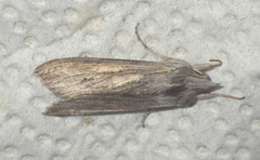 Cucullia umbratica
