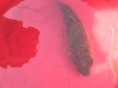 Torquigener whitleyi