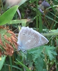 Polyommatus daphnis