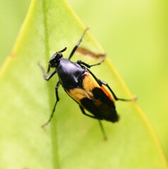 Macrosiagon flavipennis