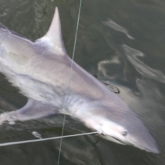 Carcharhinus isodon