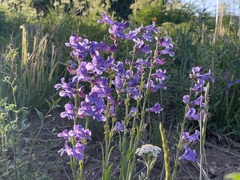 Penstemon leiophyllus
