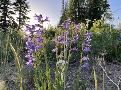 Penstemon leiophyllus