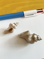 Pteropurpura