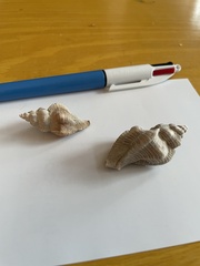 Pteropurpura