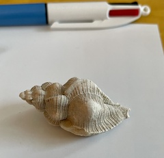 Pteropurpura