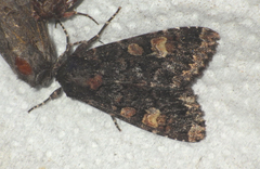 Apamea rubrirena
