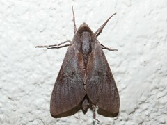 Lapara coniferarum