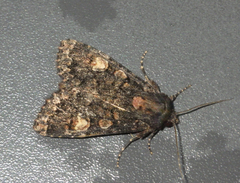 Apamea rubrirena