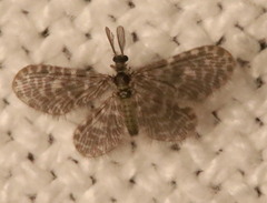 Nallachius americanus