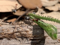 Myrmecocystus melliger