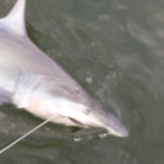 Carcharhinus isodon